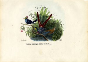 ハチドリ、1863-79 作： Raimundo Petraroja